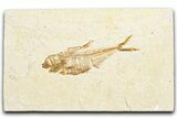 Detailed Fossil Fish (Diplomystus) - Wyoming #357593-1